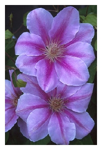 CLEMATIS x 'Bee's Jubilee'